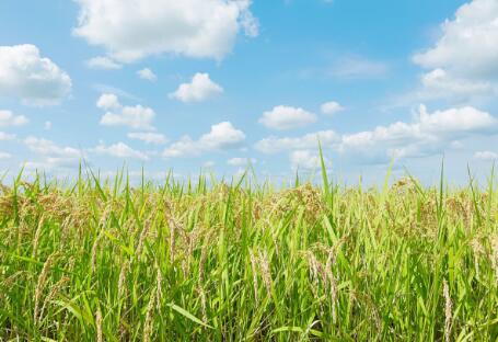 各地政策頻出，生物質(zhì)發(fā)電引重視