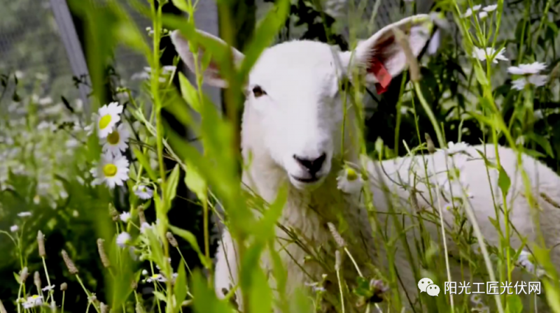 面積接近一個新加坡！青海塔拉灘光伏電站照亮“陽光之路”