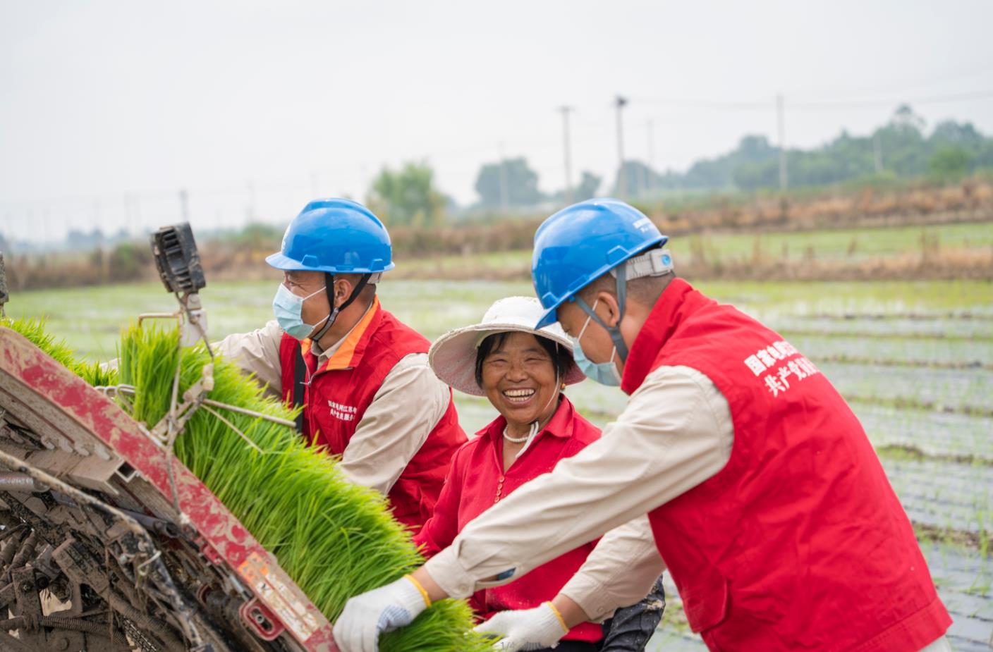 高淳供電:稻田染新綠 ?電力來守護(hù)