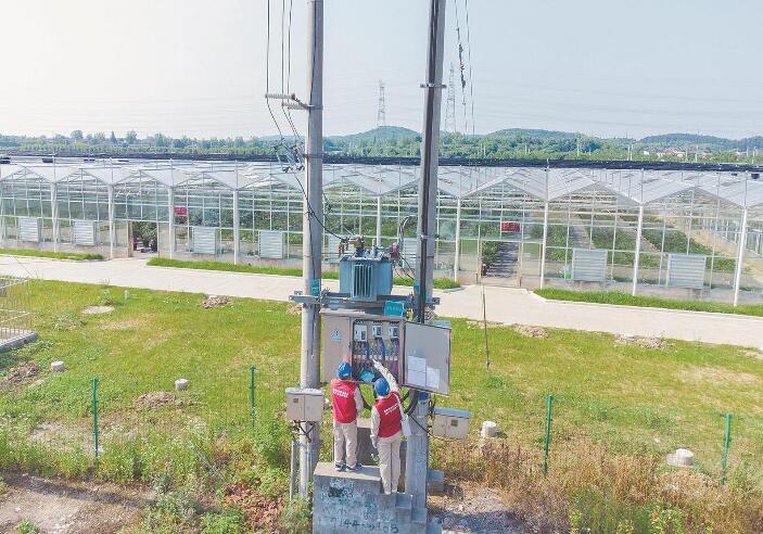 南京市溧水區(qū)白馬鎮(zhèn):小藍莓拉動鄉(xiāng)村億元產(chǎn)業(yè)