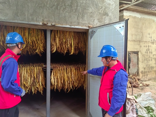 國網會理市供電公司:金葉飄香“趕烤”忙 優(yōu)質服務助增收