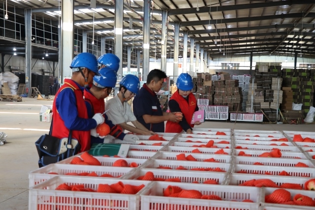 國網四川涼山會理市供電公司:當好石榴“電管家” 助力果農迎豐收