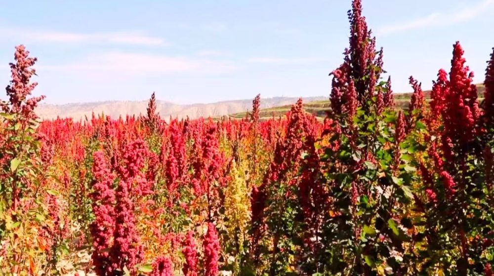 青海省海西州:藜麥豐收 電力護航