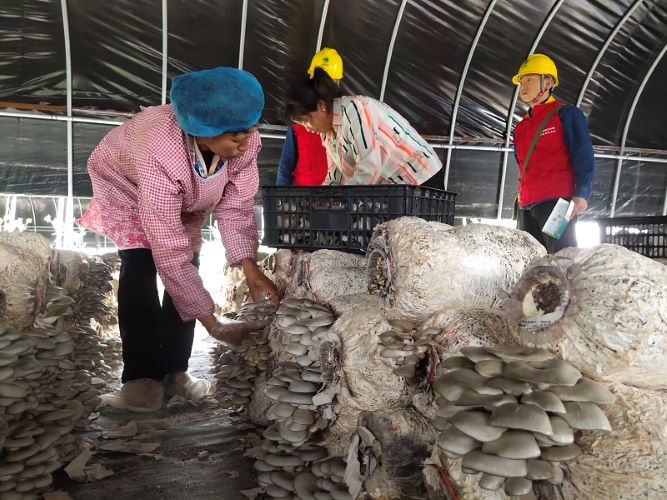 國網洛南縣公司賦能小蘑菇 振興大產業(yè)