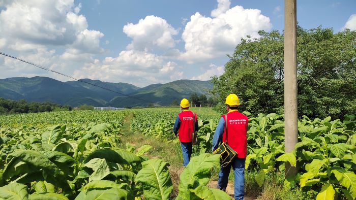 國網(wǎng)洛南縣公司“零距離”服務煙農(nóng) 護航“黃金葉”生產(chǎn)