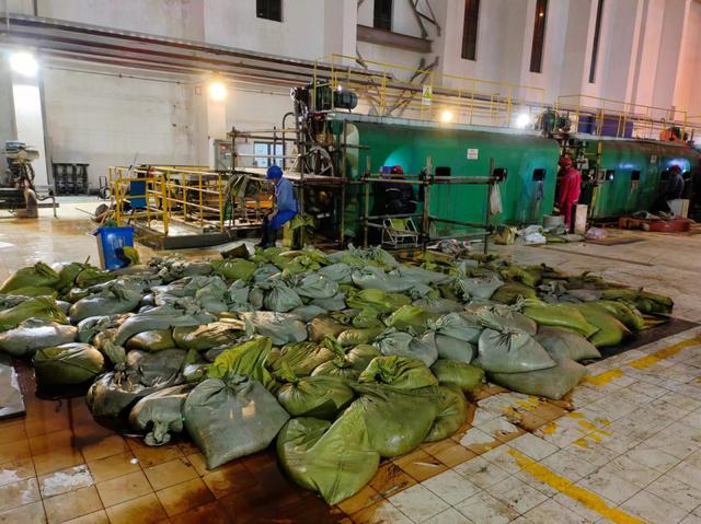 華東區(qū)域最大發(fā)電廠遭遇海蜇危機(jī)：循泵房面臨被堵，員工24小時(shí)抓海蜇